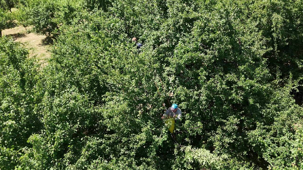 1886'dan günümüze uzanan efsane lezzet: Önce tazesi, bir ay sonra kurusu piyasada