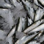 Yaşlanmayı geciktiren lezzet: Sardina! Ege Kuzey’in lezzetinin mirası, cilt, saç ve tırnakların sağlığı için doğal destek …