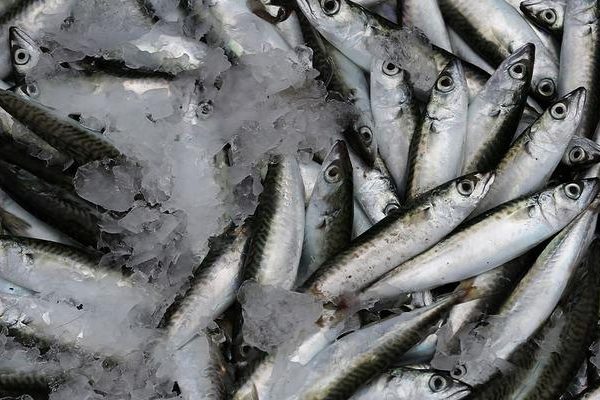Yaşlanmayı geciktiren lezzet: Sardina! Ege Kuzey’in lezzetinin mirası, cilt, saç ve tırnakların sağlığı için doğal destek …