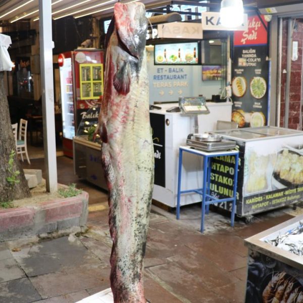 Amasya’da 78 kilogram yayın balığı yakalandı