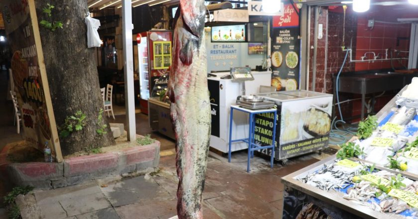 Amasya’da 78 kilogram yayın balığı yakalandı
