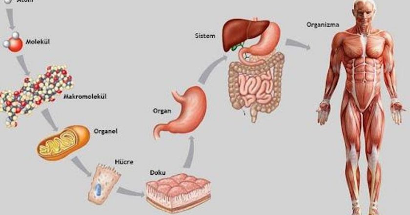 Kumaştan vücuttaki fark nedir? Organ ile kumaştaki farklılıklar nelerdir?