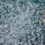 Kıyıya vuran binlerce ceset, dikkat çekici manzara! “Bu yıl tuhaf olaylar yaşanıyor”