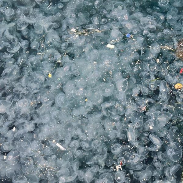 Kıyıya vuran binlerce ceset, dikkat çekici manzara! “Bu yıl tuhaf olaylar yaşanıyor”