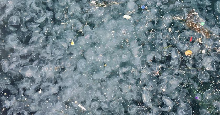 Kıyıya vuran binlerce ceset, dikkat çekici manzara! “Bu yıl tuhaf olaylar yaşanıyor”